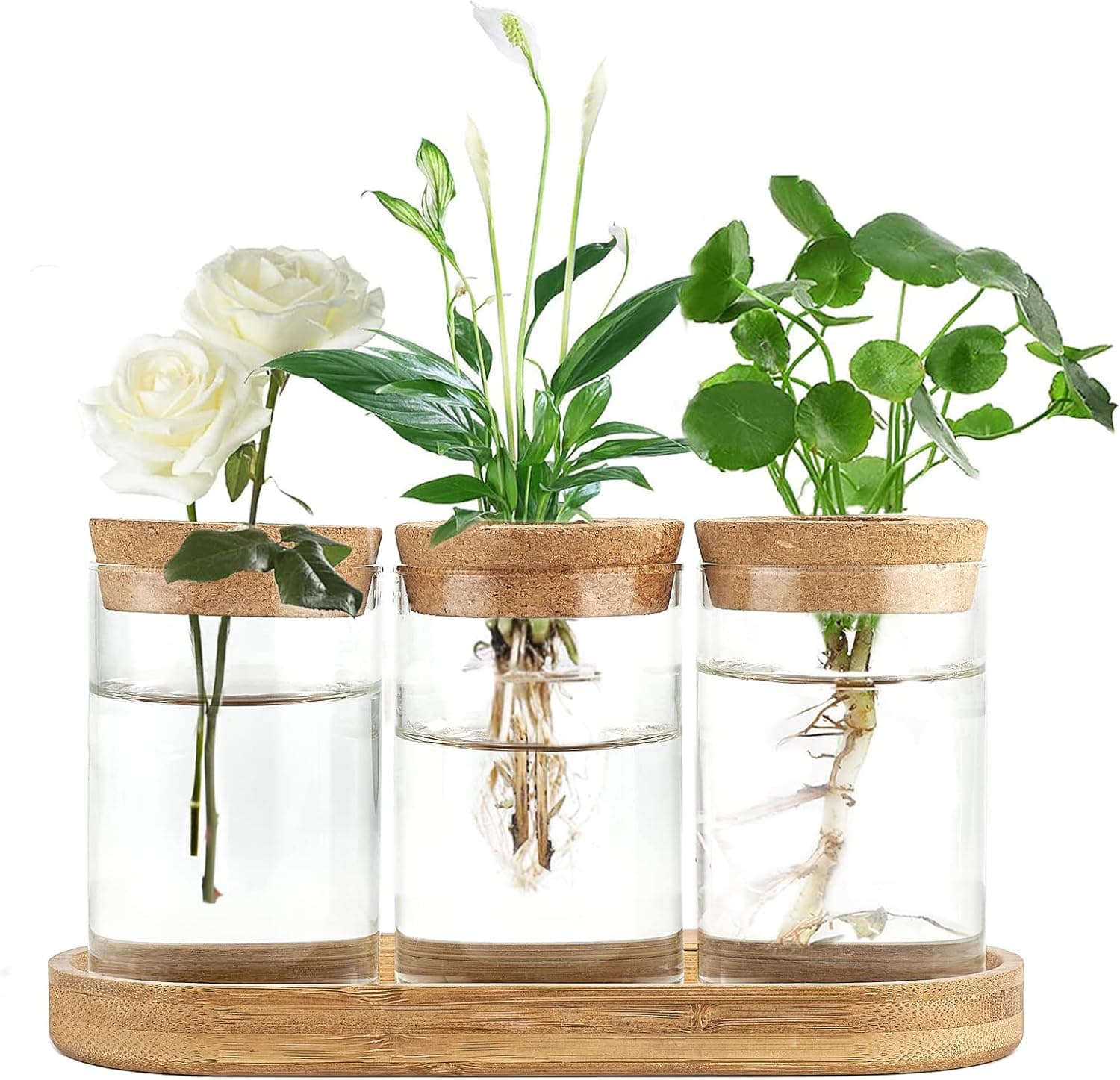 Dahey Plant Propagation Terrarium Desktop Glass Planter Station with Lid and Wooden Stand, 3 Pcs