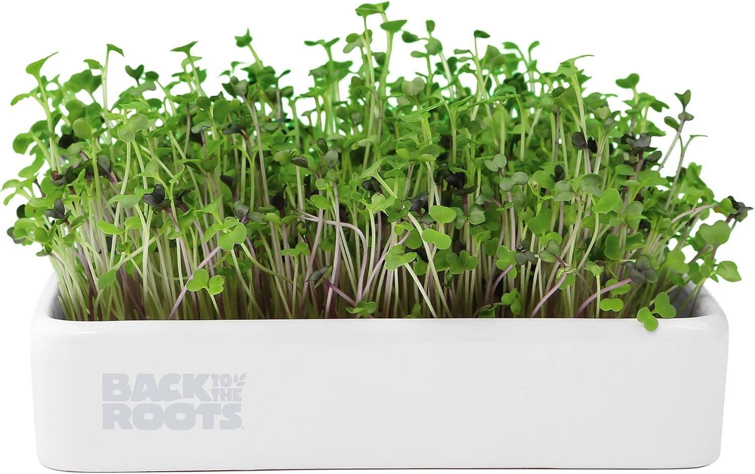 Back to The Roots Organic Microgreens Grow Kit with Ceramic Planter and Organic Seeds