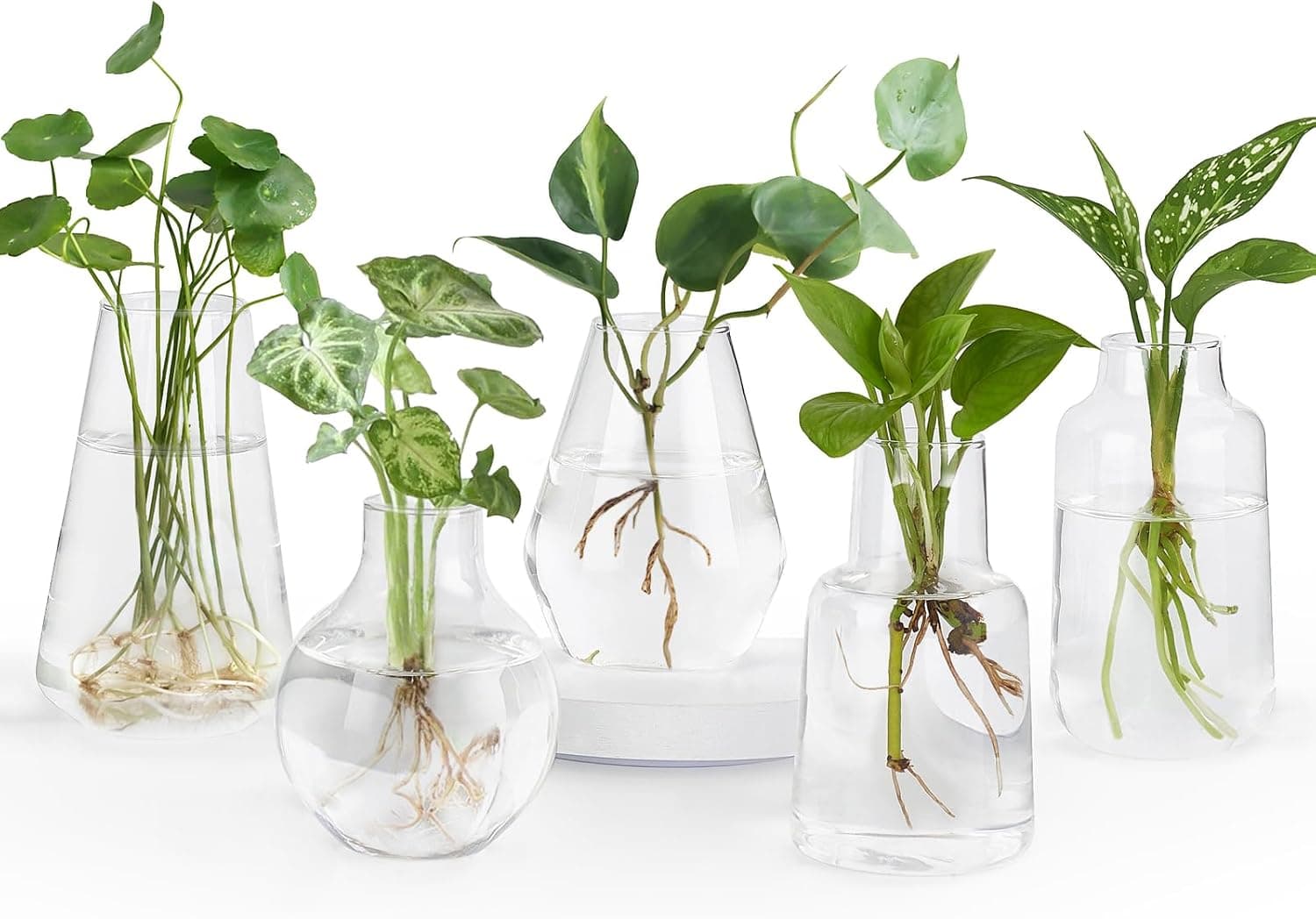 Mkono Propagation Vases for Plants, Set of 5 Small Glass Jar Planters for Hydroponic Cuttings