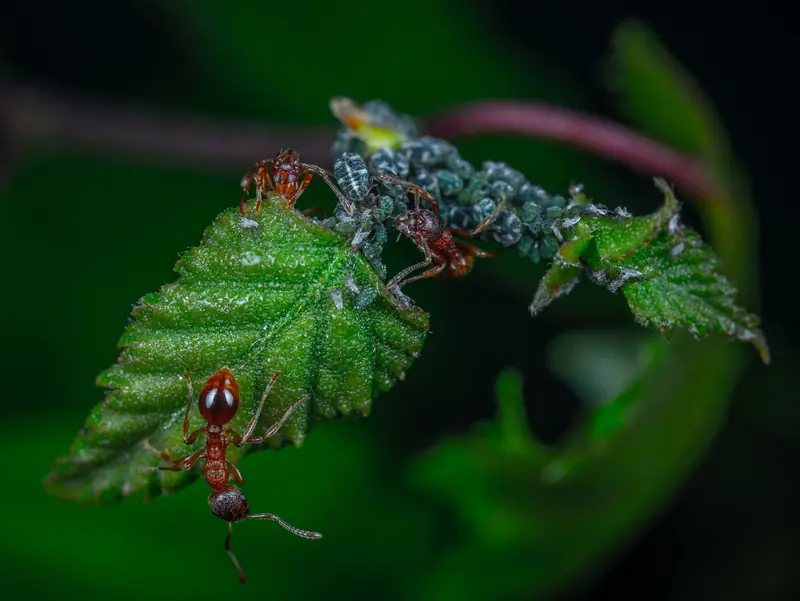 Close-up image showing an ant and aphids interacting on a green leaf