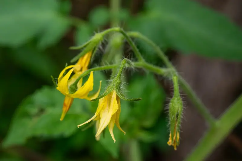 Macro shot of tomato plant in bloom, highlighting vibrant yellow flowers and green foliage
