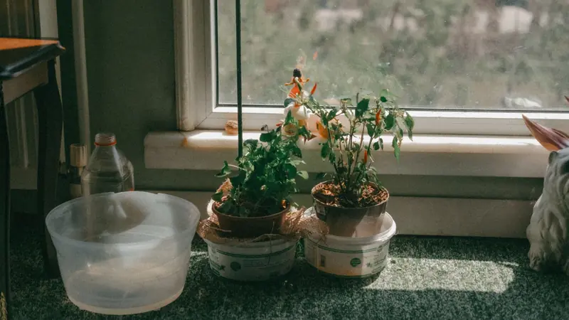 Cozy indoor view of potted plants on a sunlit windowsill in Eskişehir, Türkiye