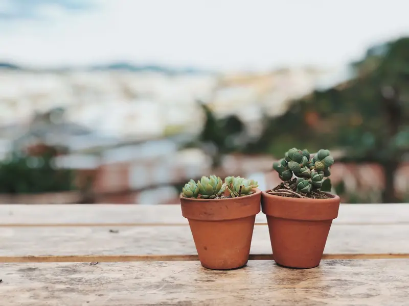 Two succulent plants in terracotta pots on a wooden table outdoors, offering natural charm and tranquility