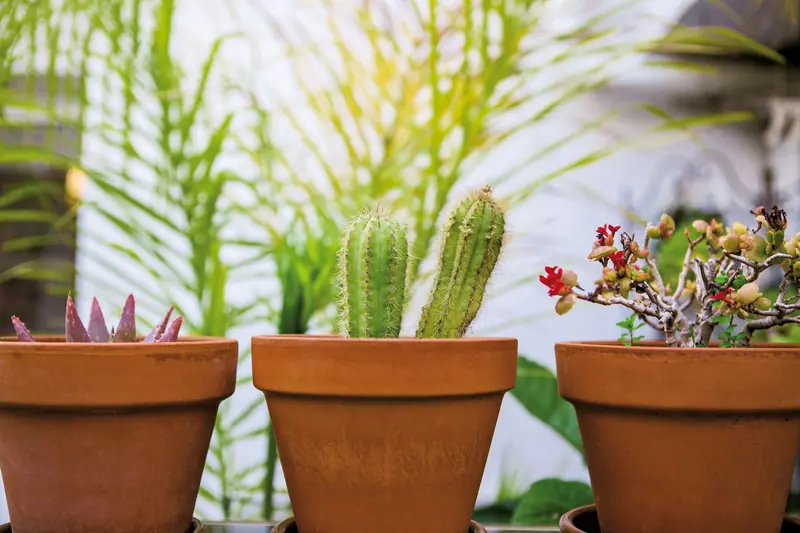 Three potted succulents and cacti in terracotta pots outdoors