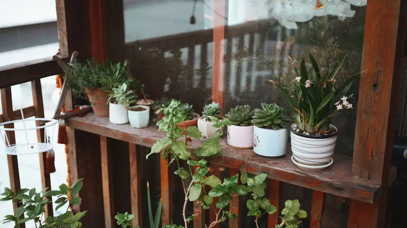A cozy balcony adorned with a variety of potted succulents and plants, offering a touch of nature