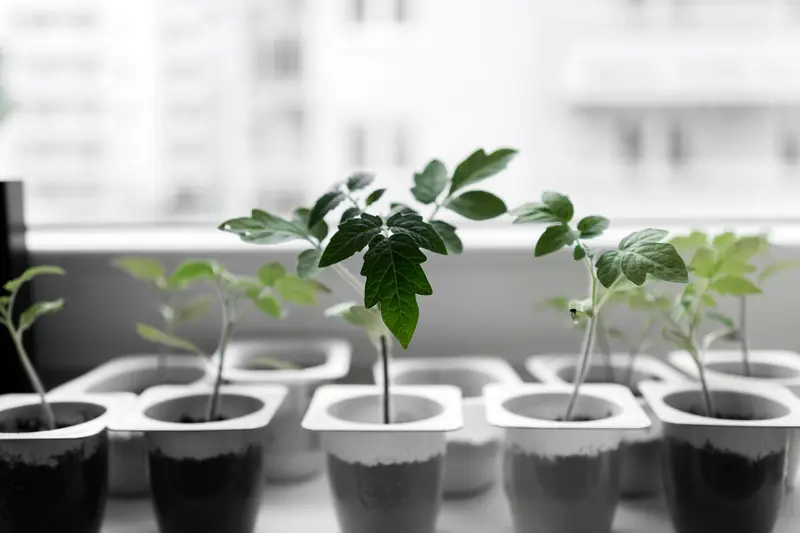 Close-up of green seedlings growing in containers on a windowsill