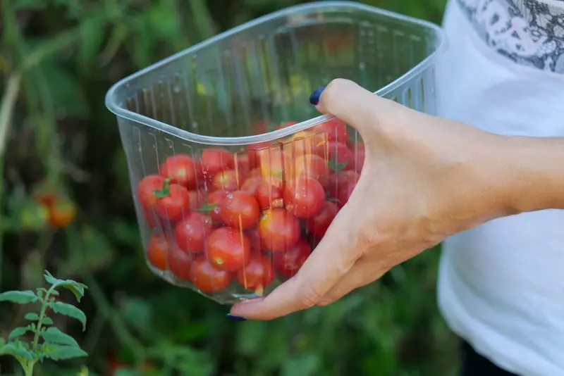 Close-up of a hand holding a container filled with fresh cherry tomatoes outdoors