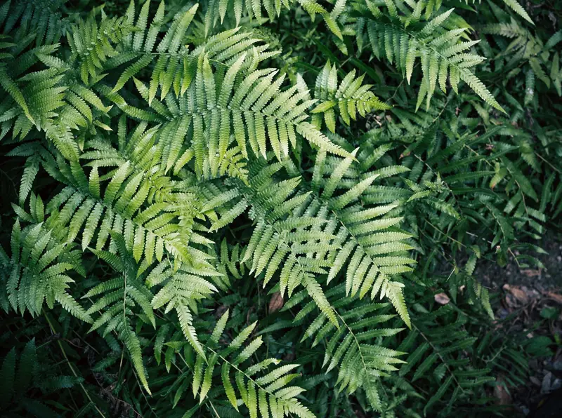A vibrant cluster of green fern leaves in a garden in Nanjing, China, showcasing natural beauty