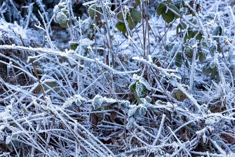 Close-up of frost-covered plants in a winter setting outdoors