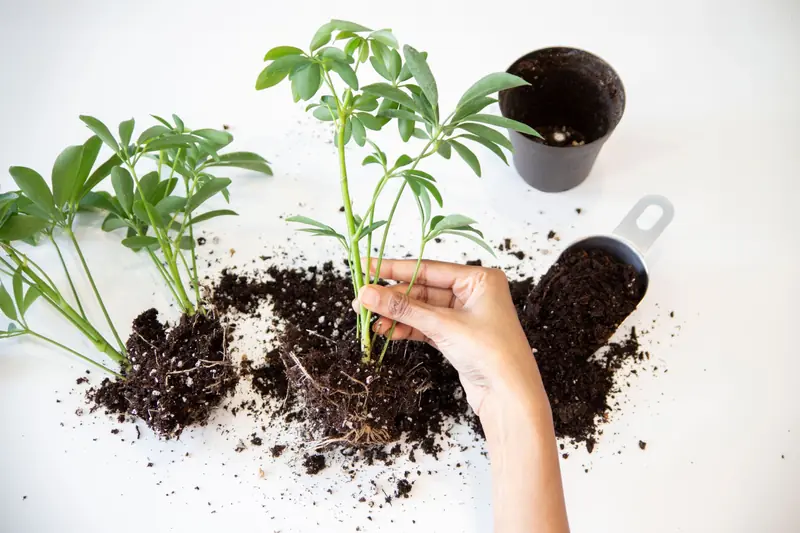 A hand carefully planting green seedlings into soil on a white background