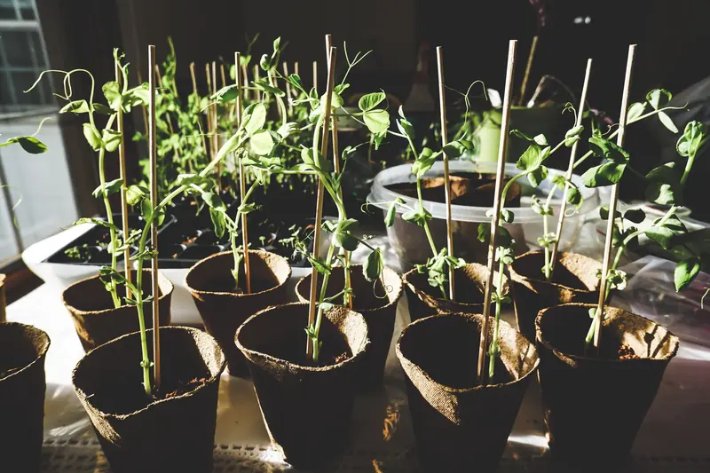 Sunlit pea plants growing indoors in organic pots, showcasing vibrant green foliage