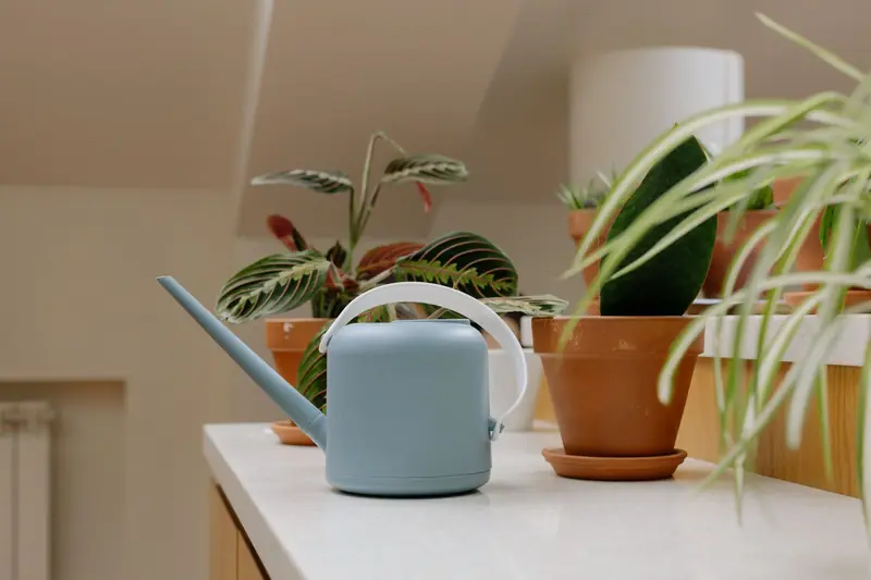 Stylish pastel blue watering can beside lush indoor plants in clay pots