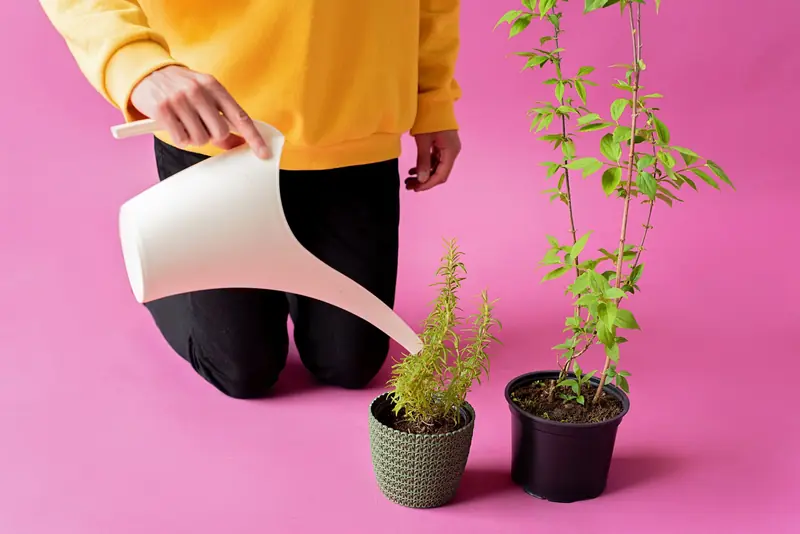A person in a yellow sweater watering potted plants against a vibrant pink backdrop