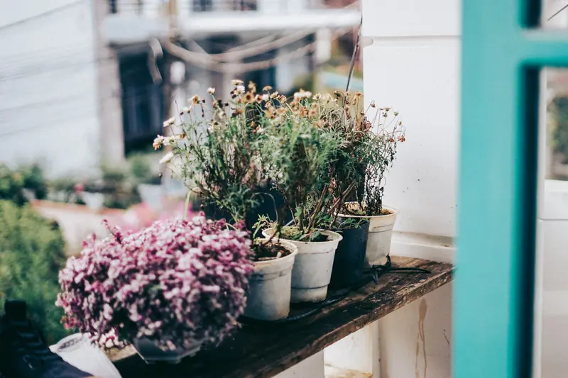 An artistic view of withering potted plants on a balcony, showcasing natural charm