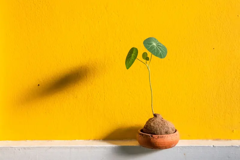 A single potted plant casts a shadow on a vibrant yellow wall, displaying minimalist elegance