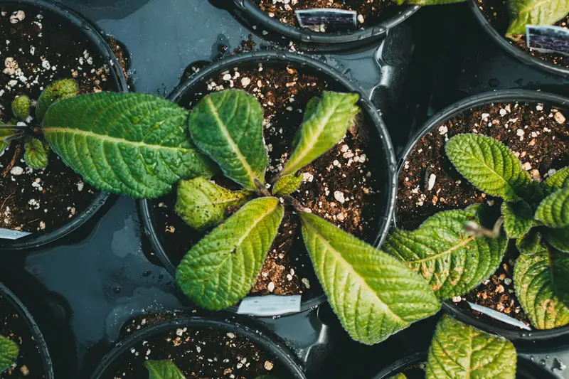Close-up of fresh green seedlings in black pots with moist soil