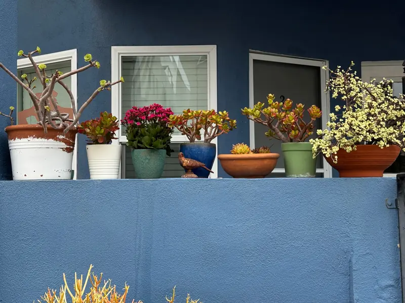 Vibrant succulents and plants in pots displayed on a blue balcony wall