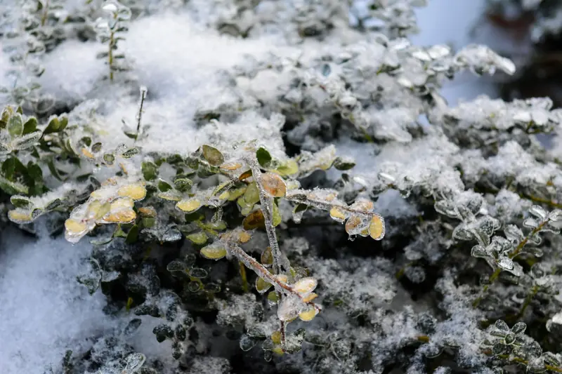 Detailed view of plants covered in snow and ice during winter season