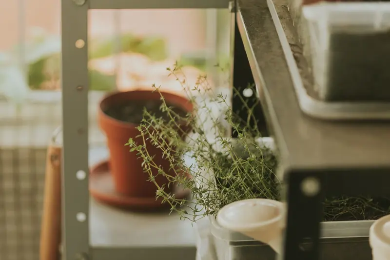 A cozy indoor herb garden with potted thyme on a metal shelf, soft natural light