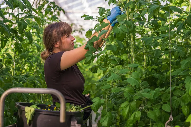 Woman tending tomato plants in a lush greenhouse environment, showcasing sustainable agriculture