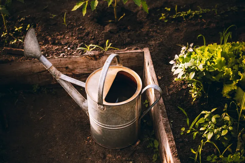 A vintage watering can in a raised garden bed surrounded by fresh green lettuce and plants