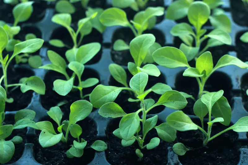 Vibrant young seedlings growing in soil trays, symbolizing new growth and organic farming
