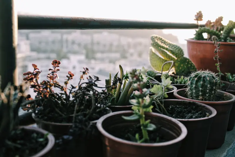 A serene arrangement of succulents and cacti in pots on a sunlit balcony