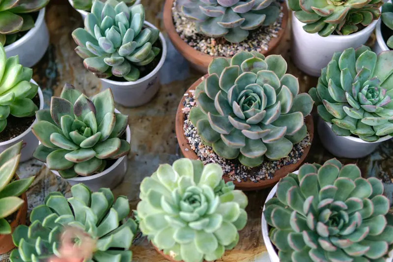 Diverse succulent plants in small pots arranged on a surface, showcasing vibrant green rosettes